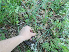 Poa arachnifera