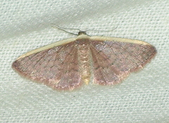 Idaea inversata