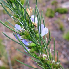 Psoralea diturnerae