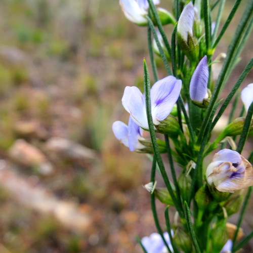 Image of Psoralea diturnerae by no rights reserved