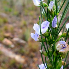 Psoralea diturnerae