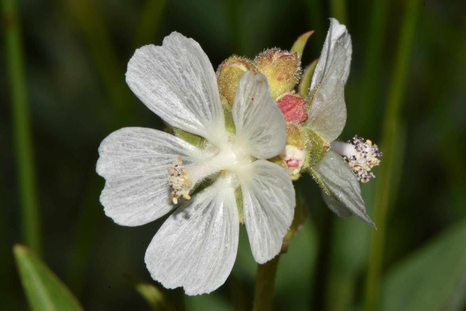 Sidalcea candida