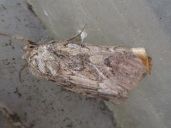 Spodoptera depravata