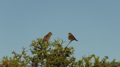 Cercotrichas coryphoeus coryphoeus