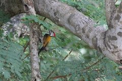 Dinopium benghalense