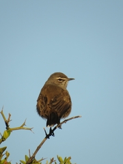 Cercotrichas coryphoeus coryphoeus