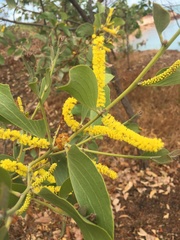Acacia dimidiata