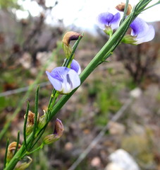 Psoralea diturnerae