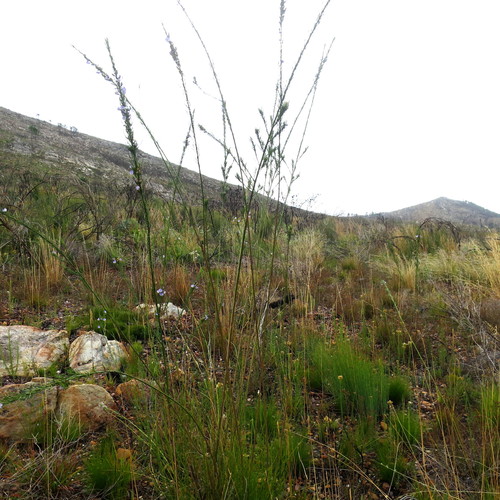 Image of Psoralea diturnerae by no rights reserved