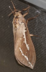 Abantiades argyrosticha