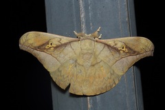 Antheraea rosieri