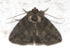 Crypsiprora orthogramma