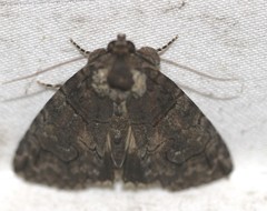 Crypsiprora orthogramma