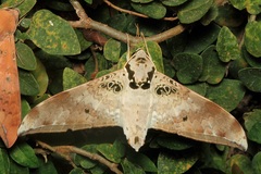 Ambulyx canescens