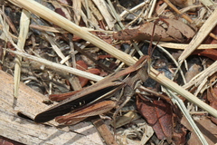 Froggattina australis