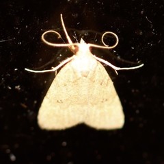 Tolpiodes oligolasia