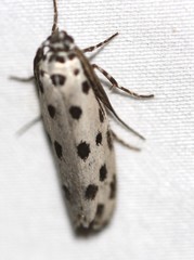 Ethmia sphaerosticha