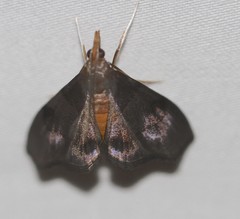Hemiscopis violacea