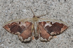 Zythos turbata