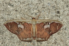 Zythos avellanea