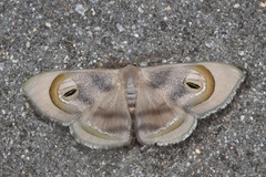 Problepsis achlyobathra