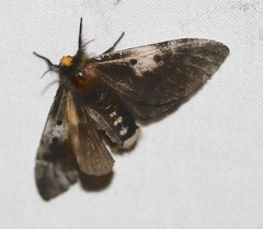 Nataxa flavescens
