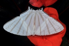 Urapteroides astheniata