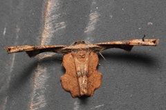 Monobolodes prunaria