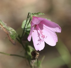 Hibiscus geranioides