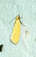 Telocharacta hemicroca