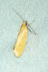 Telocharacta hemicroca