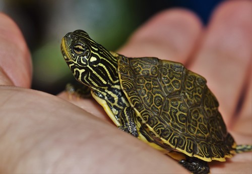 Northern Map Turtle
