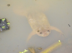 Xenopus