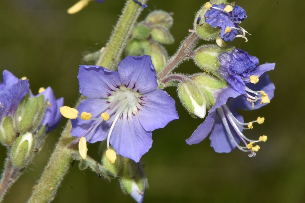 western polemonium from Mcleod Creek Trailhead, Park Ave & Meadows