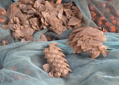 Phataginus tricuspis