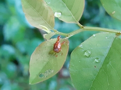 Compsapoderus