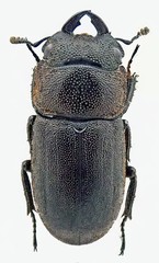 Metallactulus parvulus