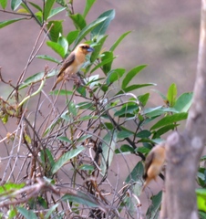 Pachyphantes superciliosus