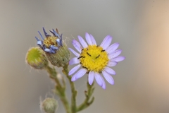 Erigeron arenarioides