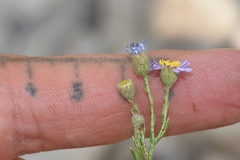 Erigeron arenarioides