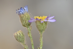 Erigeron arenarioides