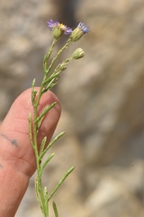 Erigeron arenarioides