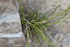 Erigeron arenarioides