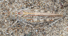 Microtes helferi