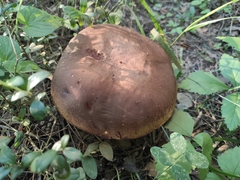 Boletus pinophilus