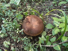 Boletus pinophilus