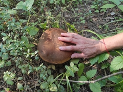 Boletus pinophilus