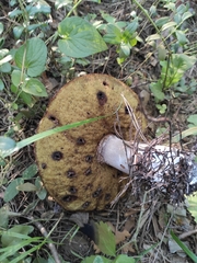 Boletus pinophilus
