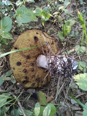 Boletus pinophilus