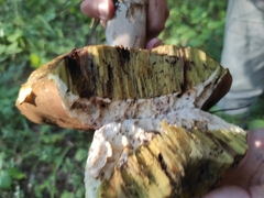 Boletus pinophilus